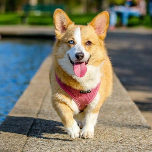 We welcome all your furry friends a dog wearing a pink bandana